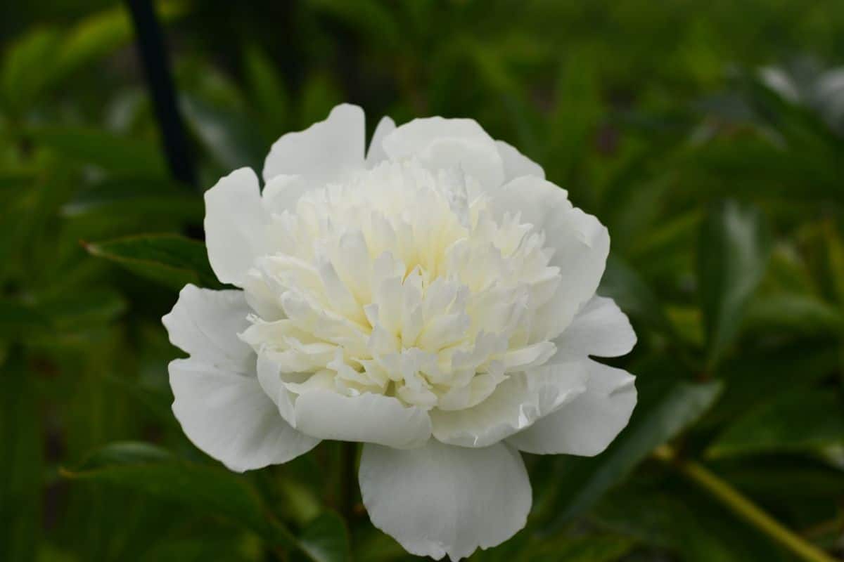 white chinese flower