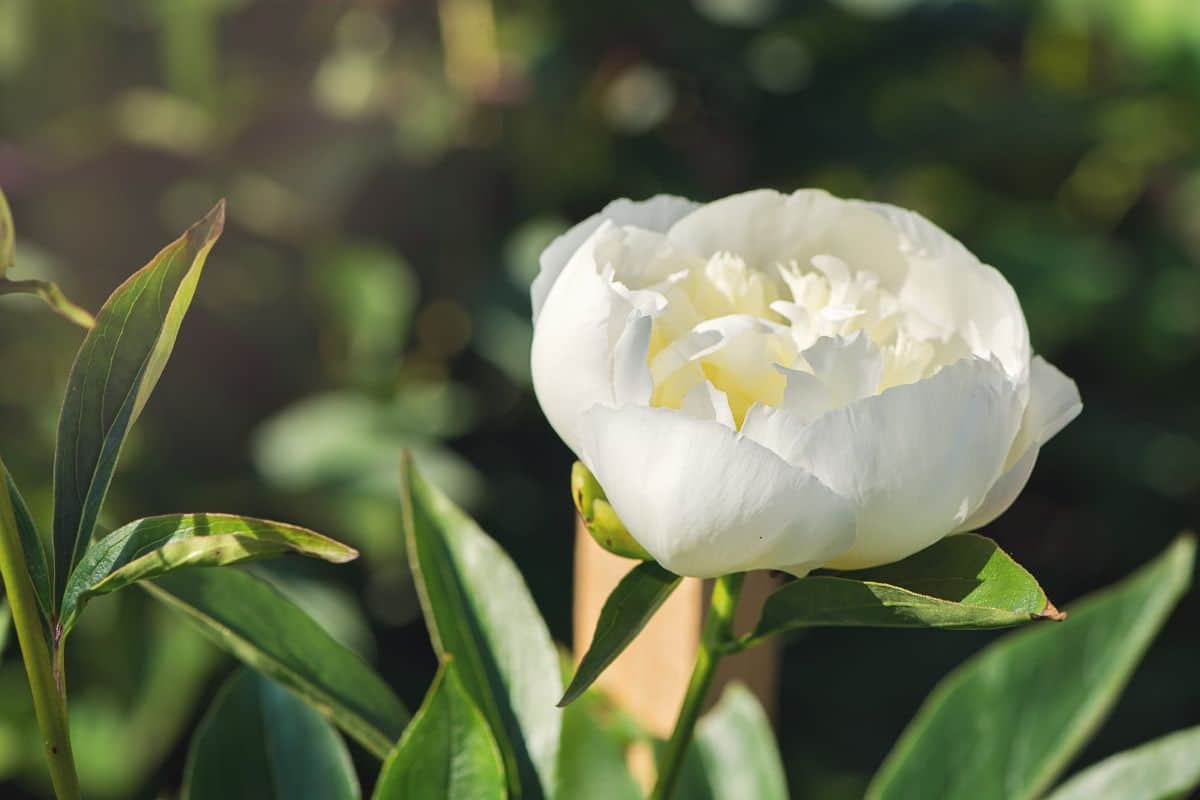 Peony pruning detail