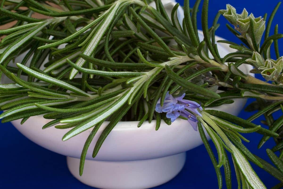 fresh aromatic plant with medicinal properties