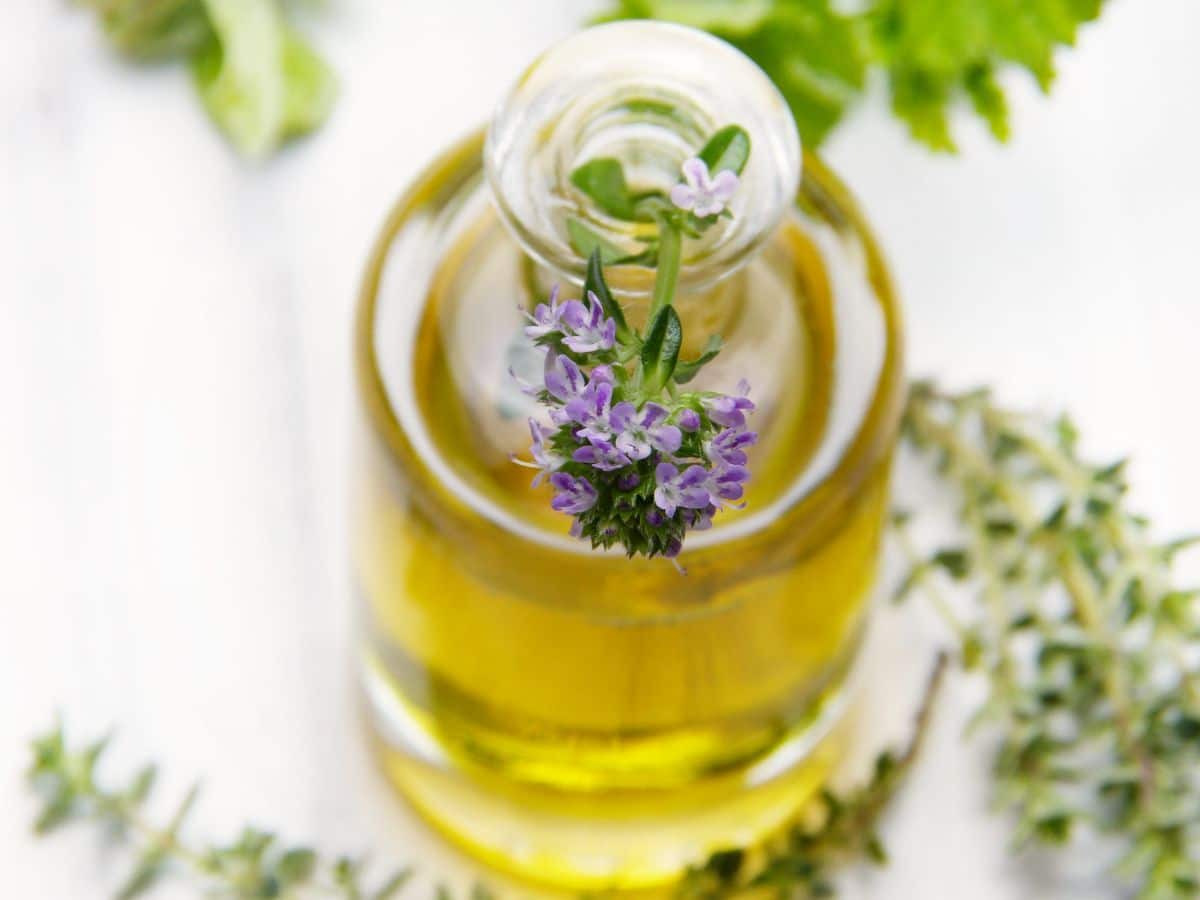 rosemary medicinal plant