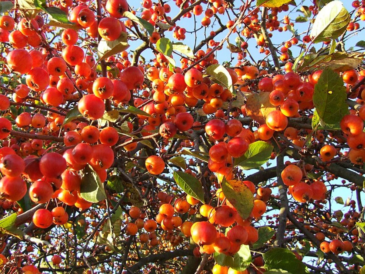 apple tree full of fruit