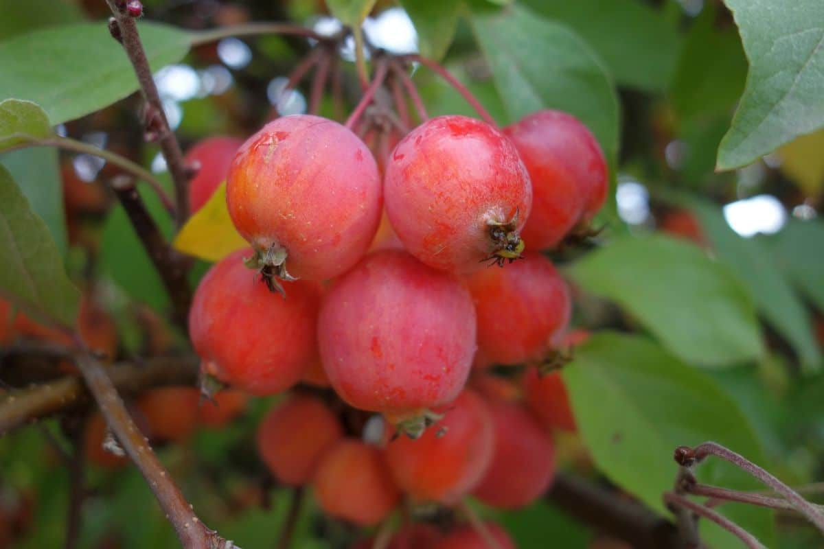 Apple tree