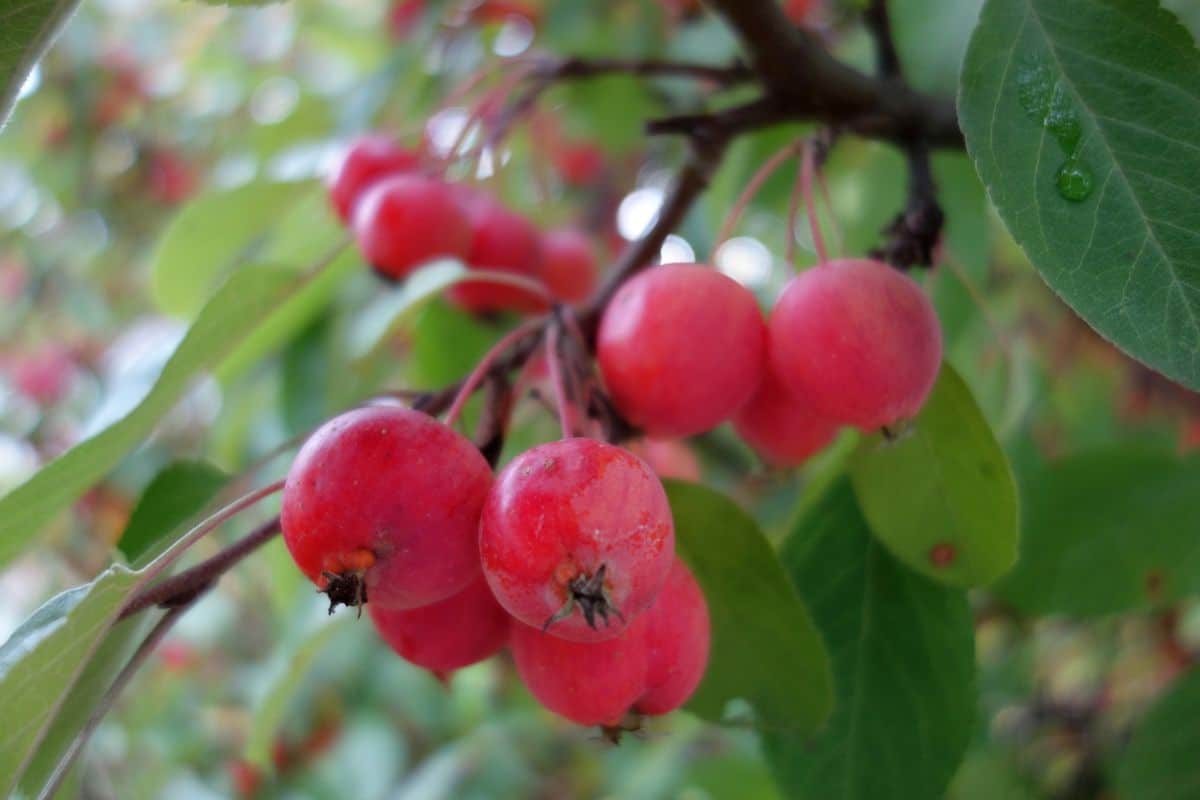 fruit details