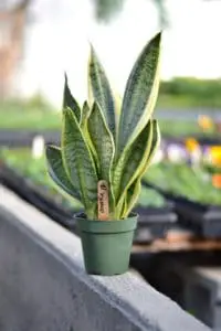 a snake plant