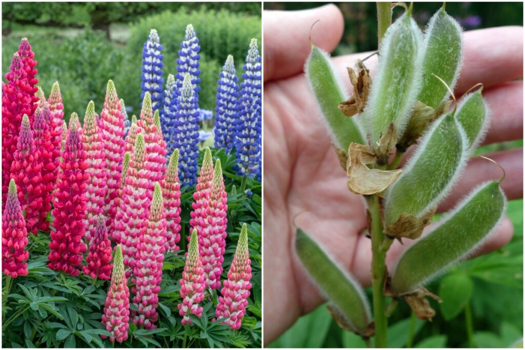 4 things you can do with lupines after they bloom