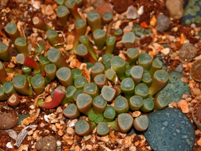 Aizoaceae