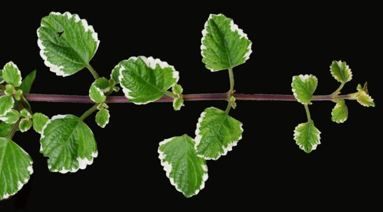 Usos planta de incienso