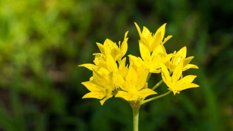 Allium moly