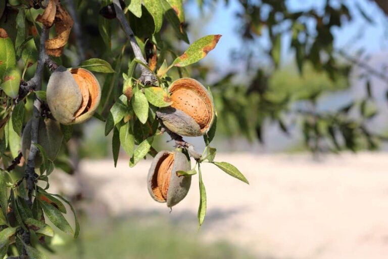 Avispilla del almendro
