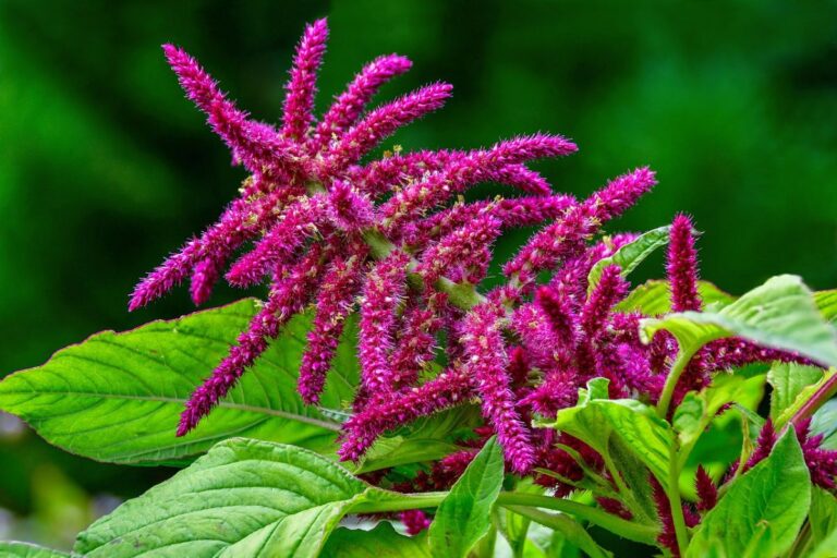 Amaranthus caudatus