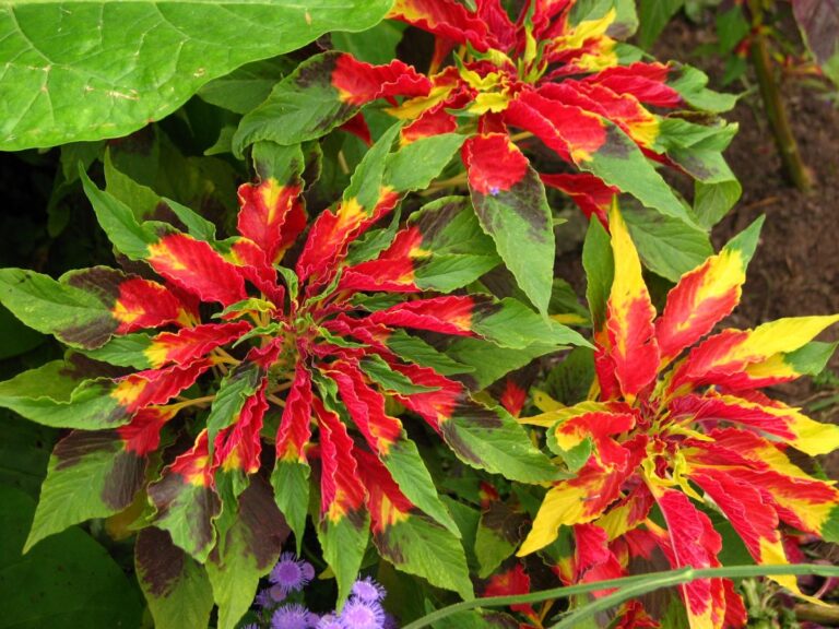 Amaranthus tricolor