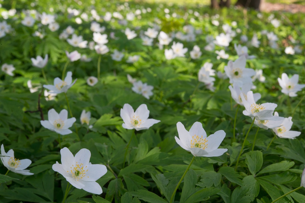 Anemone nemorosa is a herbaceous plant