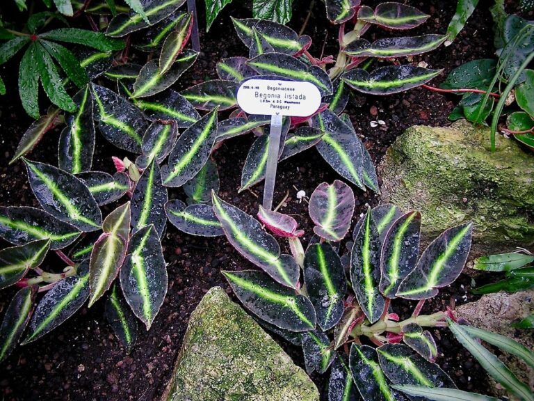 Begonia listada