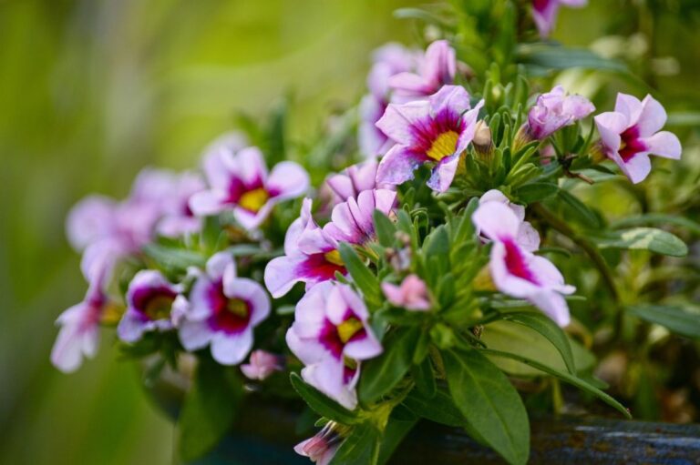 Plantas exterior colgantes resistentes