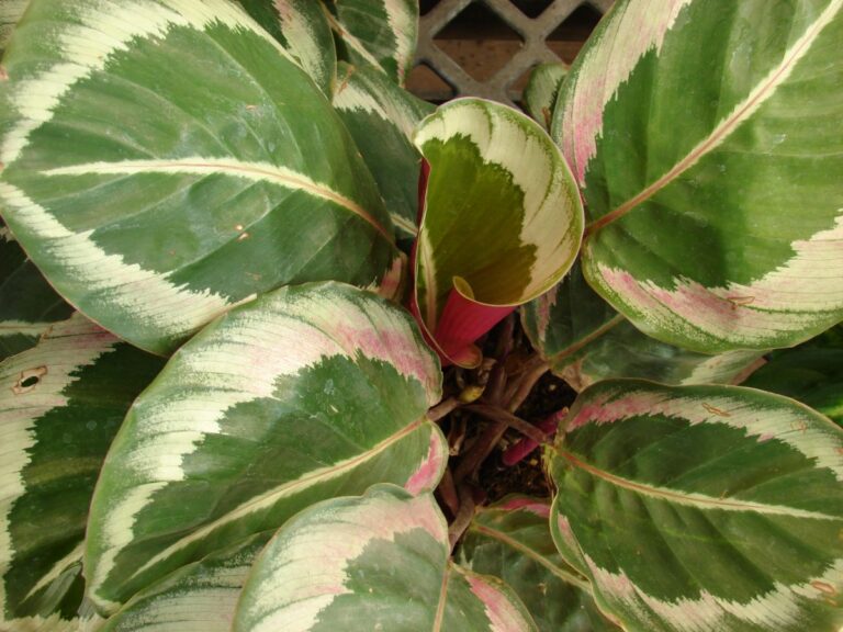 Calathea roseopicta