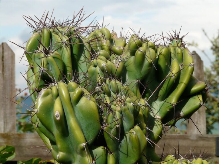 Cereus repandus