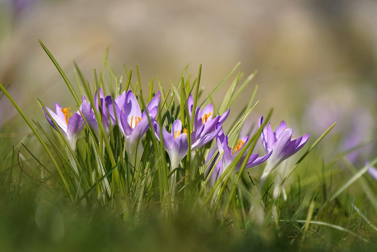 Crocus tommasinianus is a bulbous, perennial plant