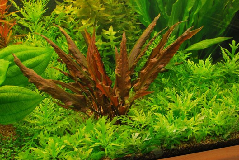 Cryptocoryne wendtii Fuente_Amazon