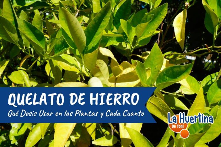 quelato de hierro