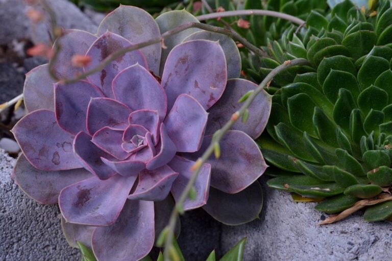 Echeveria gibbiflora
