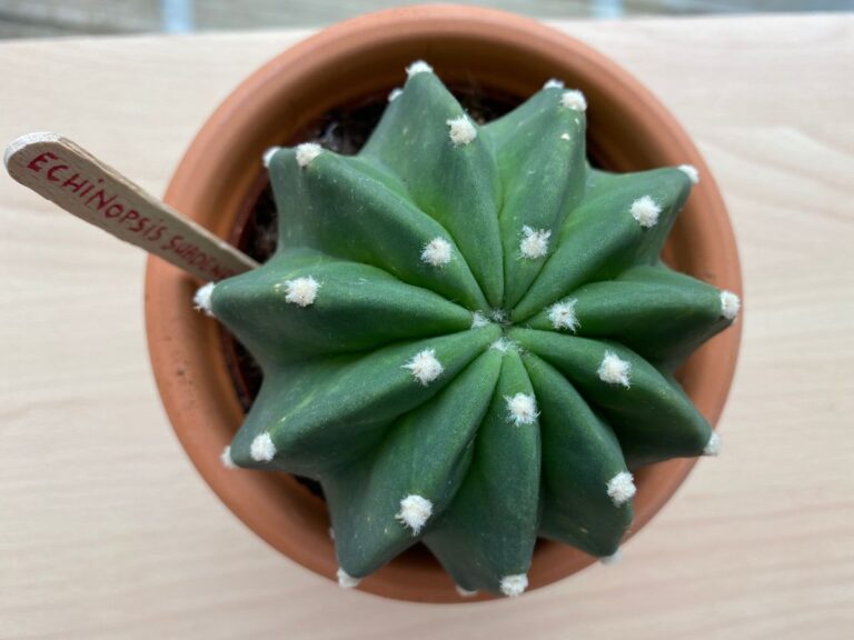 Echinopsis subdenudata