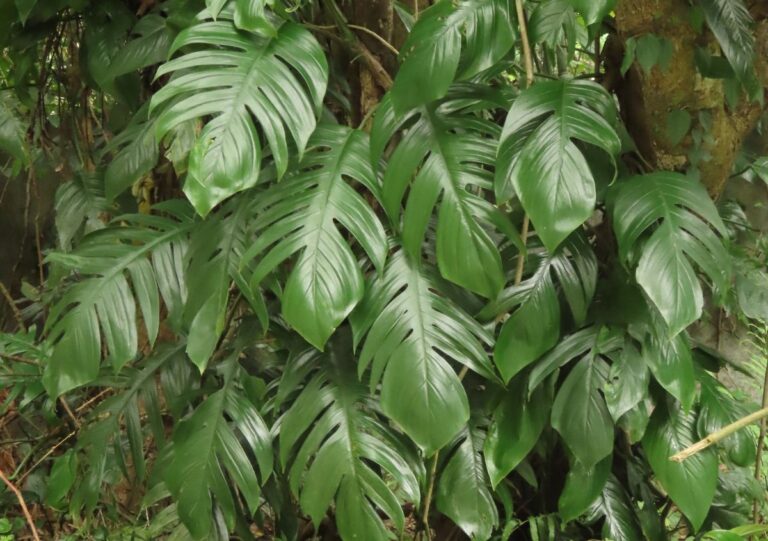 Epipremnum pinnatum