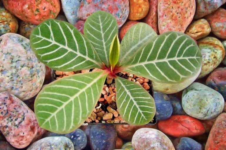 Euphorbia leuconeura