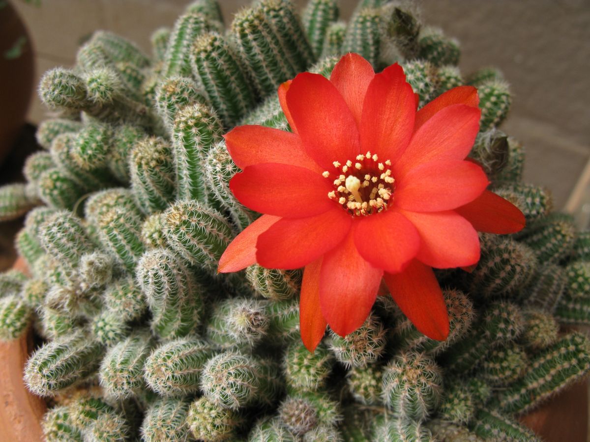 Echinopsis chamaecereus