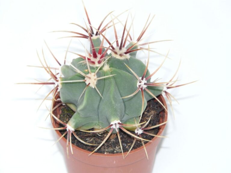 Ferocactus latispinus
