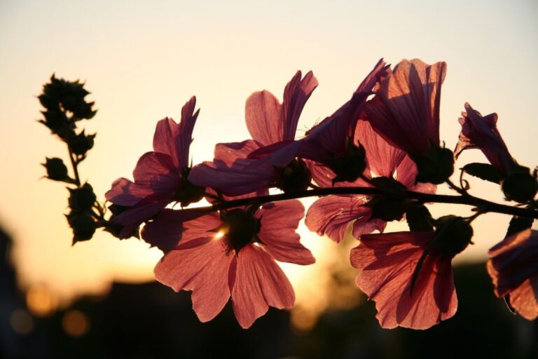 Existen las flores marrones