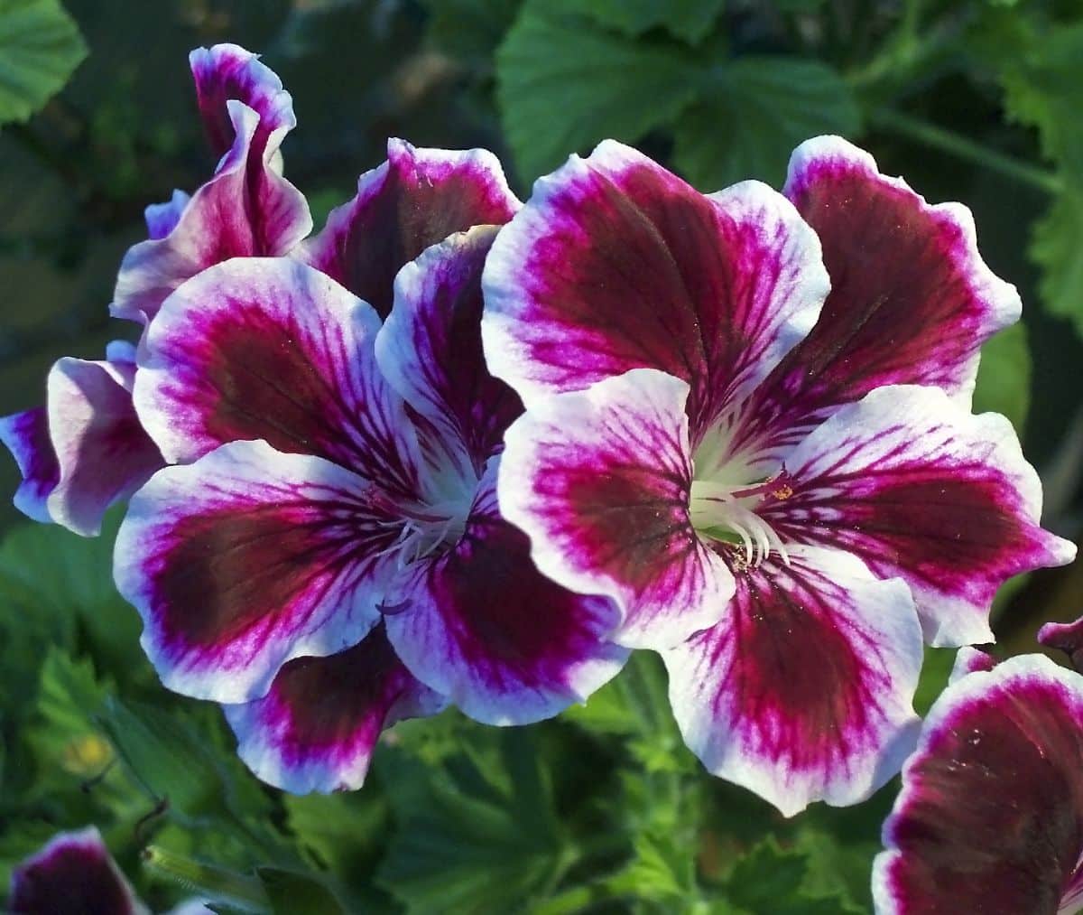 Randy Geranium