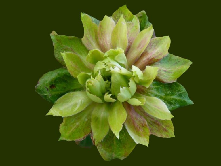 Rosa verde