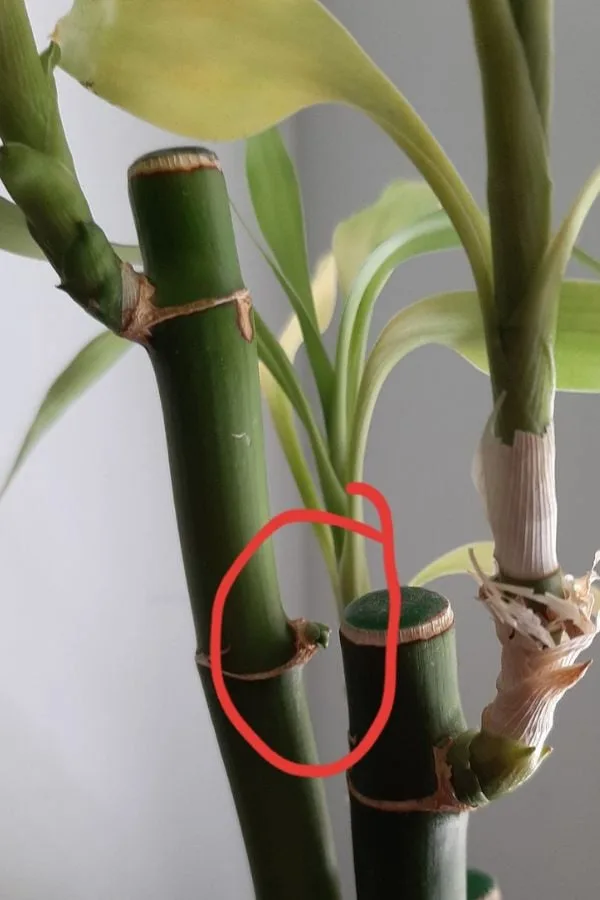 How To Get Lucky Bamboo To Produce New Shoots - ISPUZZLE