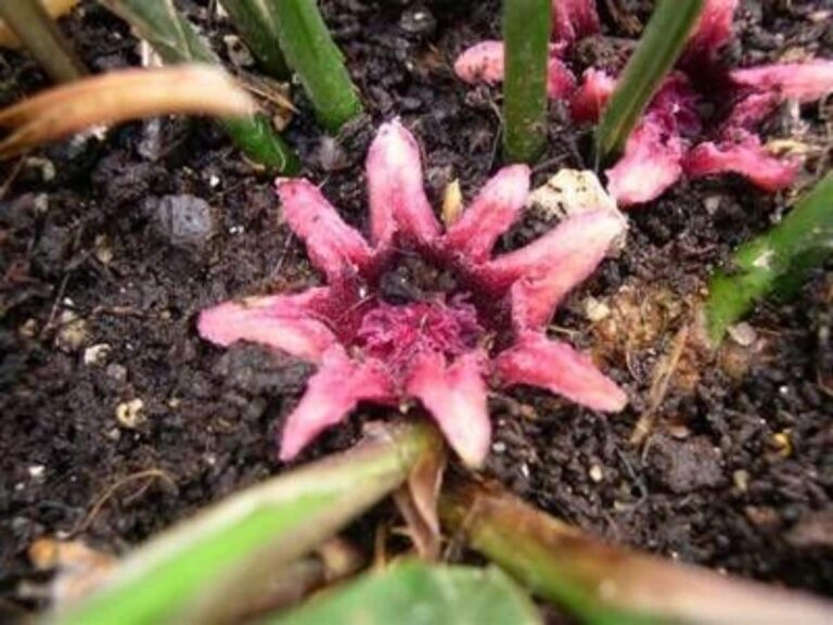 Aspidistra flor Fuente_Pinterest