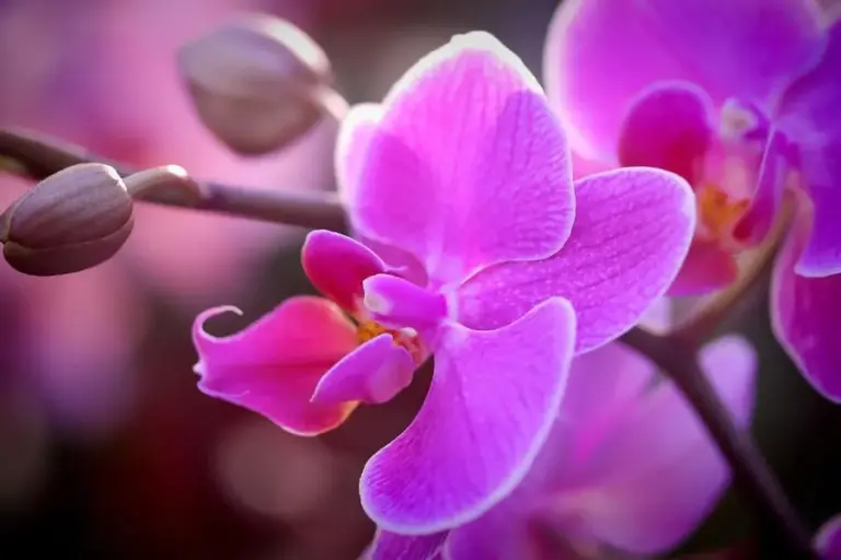 How is lemon juice used on orchids?  (The Secret of Happy Orchids) – ISPUZZLE