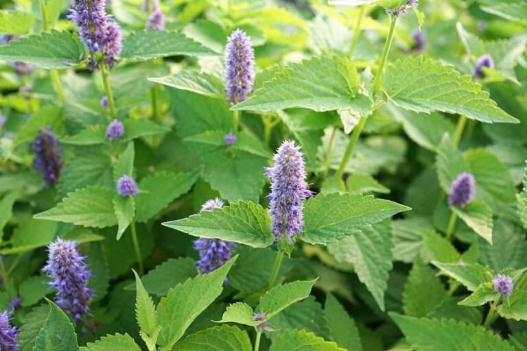 Flor hierbabuena