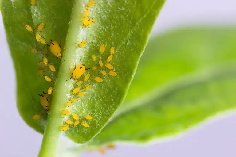 How to Prevent Pests in Houseplants – ISPUZZLE
