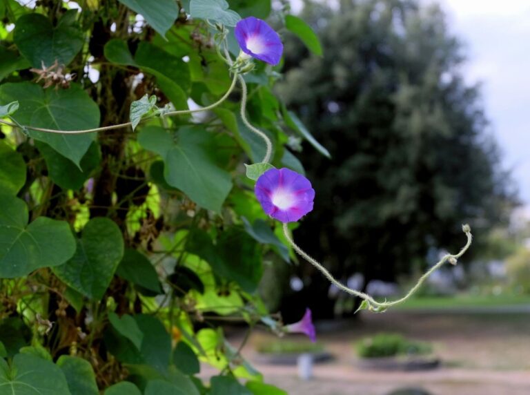 C&oacute;mo sujetar plantas trepadoras a la pared