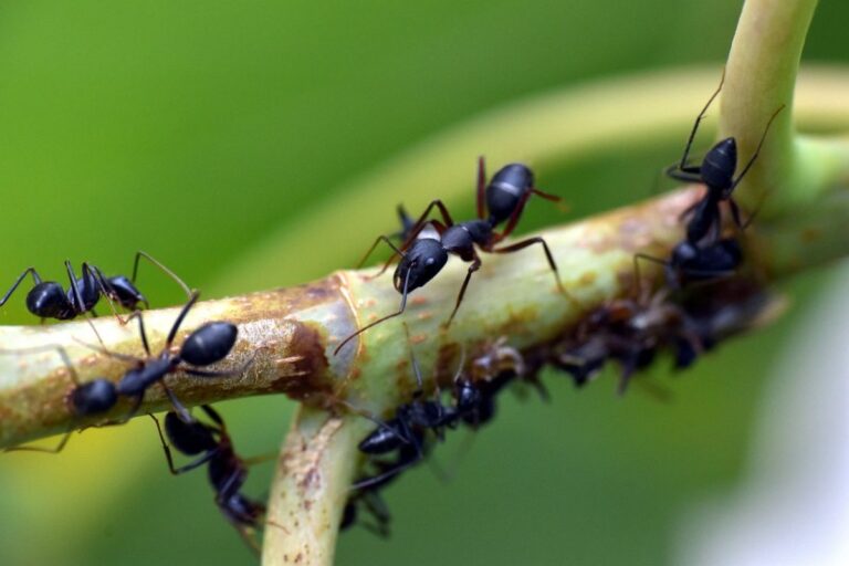 C&oacute;mo eliminar hormigas del jard&iacute;n