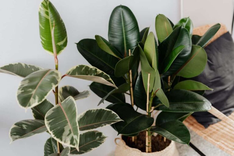 C&oacute;mo recuperar un ficus que se le caen las hojas