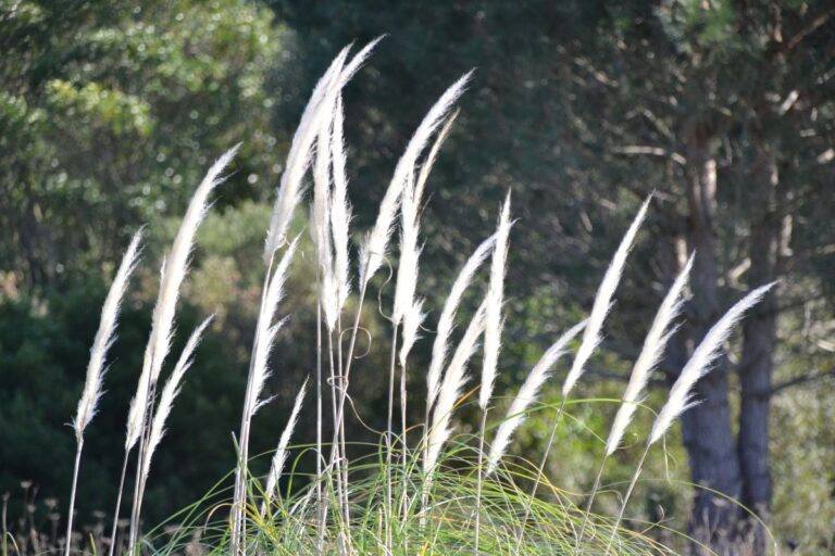 Imperata cylindrica
