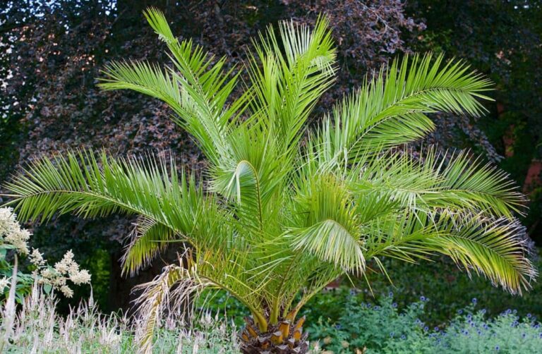 Plantas tropicales de interior