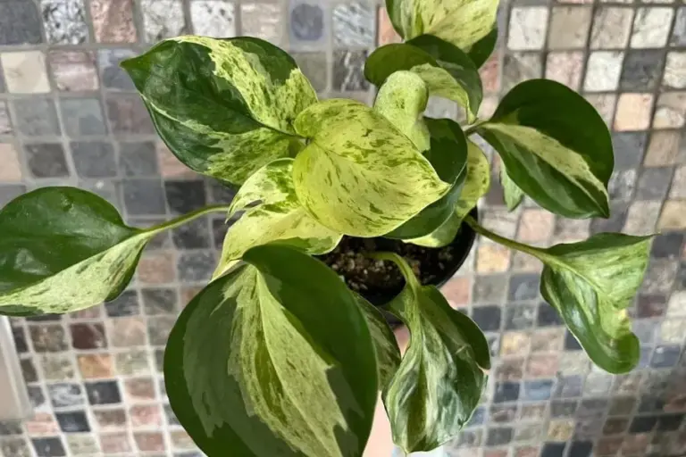 Is Manjula Pothos rare and expensive?  (That's Why) – ISPUZZLE