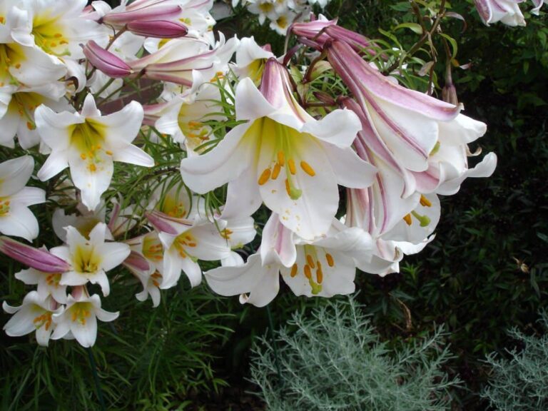 Lilium regale