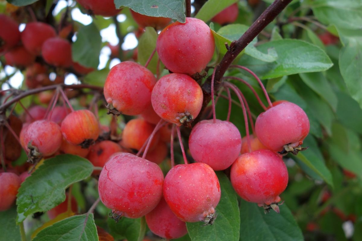 malus everest