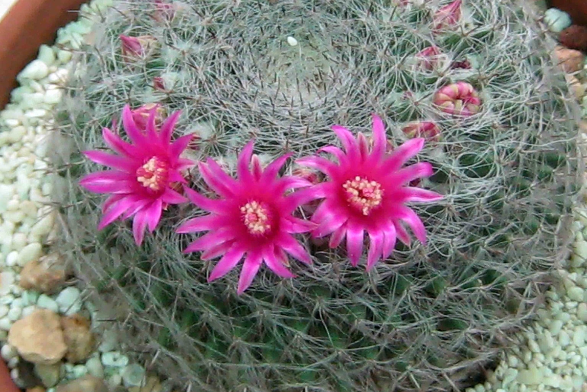 Mammillaria hahniana is commonly known as Biznaga vieja de la Sierra de Jalpan