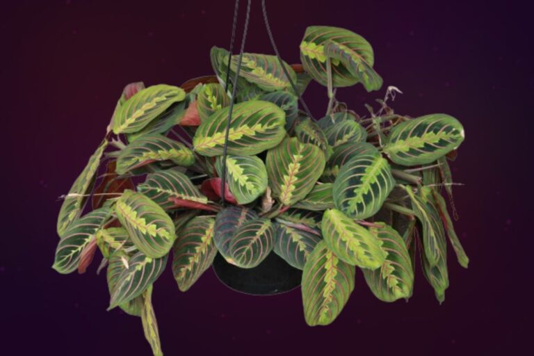 Maranta planta de la oraci&oacute;n
