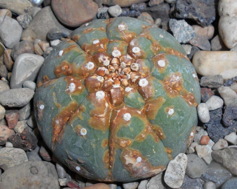 Matucana madisoniorum