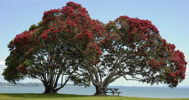 Metrosideros excelsa