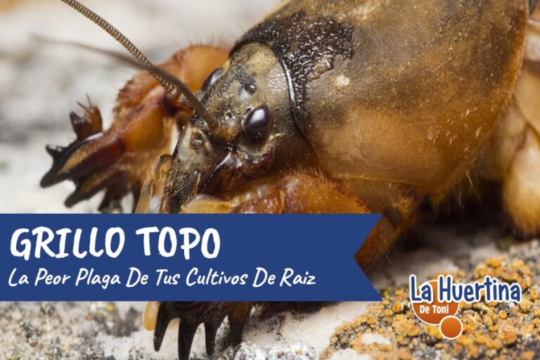 grillo topo